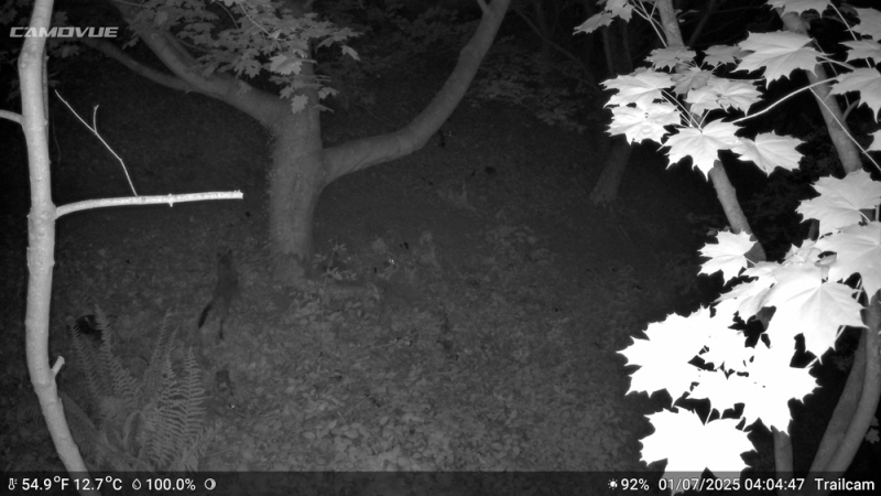 Camovue Talon Pro Field Review: A Trail Camera That Could Actually Work in the Irish Landscape