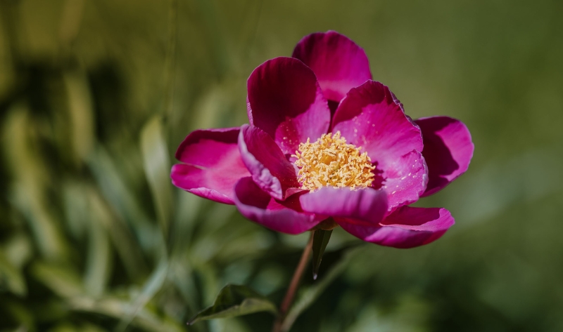 The Viltrox AF 135mm f/1.8 LAB Z Mount: Better Than Nikon’s 135mm?