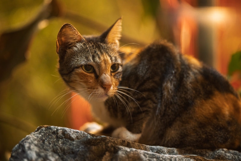 Changing the Standards of Your First Portrait Prime Lens: Viltrox 85mm f/2.0 EVO Review