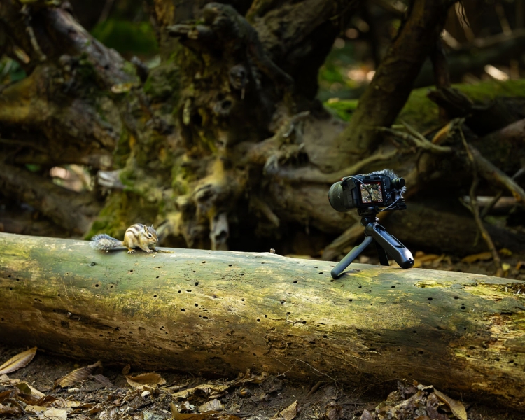 We Review the Canon EOS R50 V Mirrorless Camera