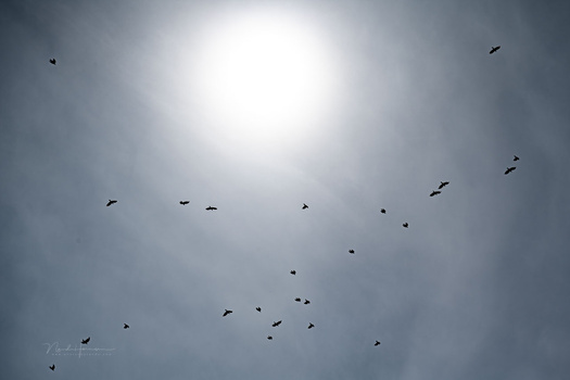 We Review the Nikon Z5 II Mirrorless Camera