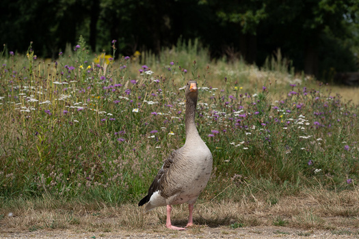 We Review the Nikon Z5 II Mirrorless Camera