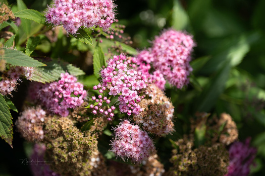 We Review the Nikon Z5 II Mirrorless Camera