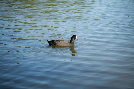 We Review the Nikon Z5 II Mirrorless Camera