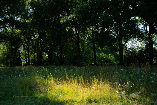 We Review the Nikon Z5 II Mirrorless Camera