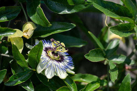 We Review the Nikon Z5 II Mirrorless Camera