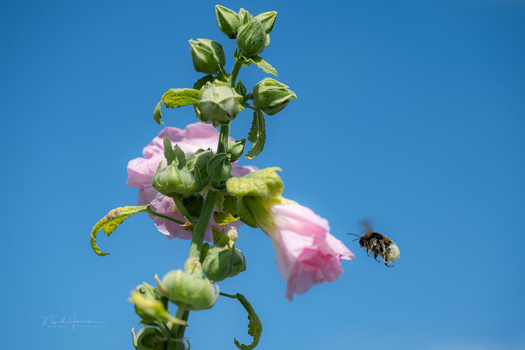 We Review the Nikon Z5 II Mirrorless Camera