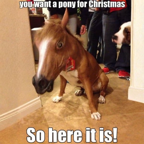 20 Funny Christmas Memes 2025 & How to Make and Animate One