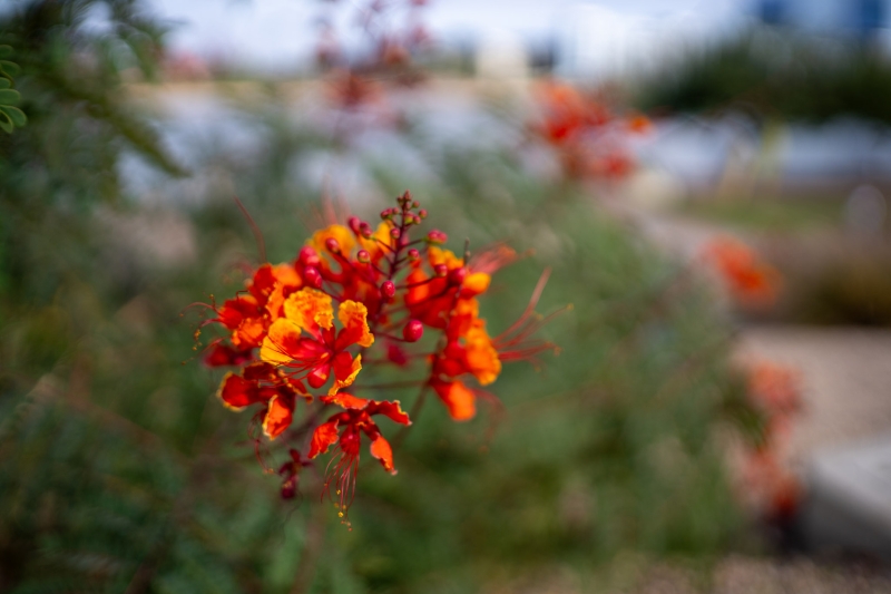 Fstoppers Reviews the Meike 35mm f/1.8 Pro AF: Amazing Performance for the Price