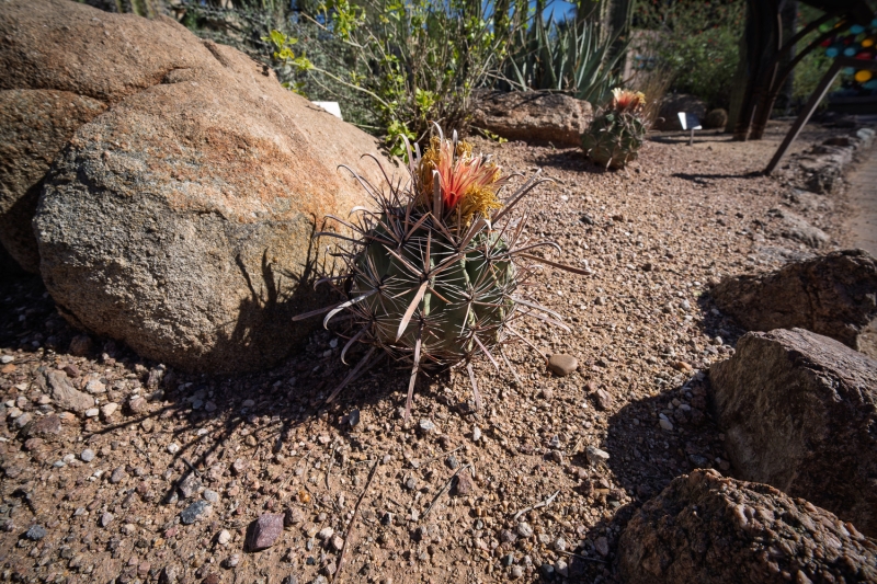 This Sub-$200 Lens Will Change How You Pack for Travel Photos