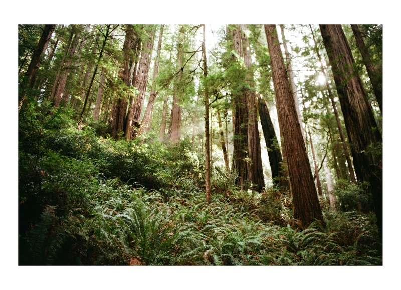 Three Weeks With Kodacolor 200: First Impressions From the Road