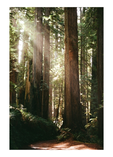 Three Weeks With Kodacolor 200: First Impressions From the Road