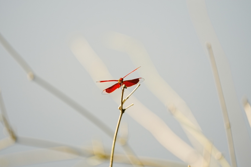 Sony a7 V Hands-On: Dynamic Range, Speed, and AI in One Hybrid Body