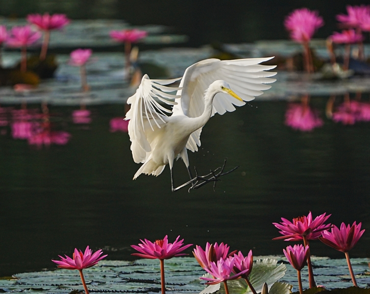 Sony a7 V Hands-On: Dynamic Range, Speed, and AI in One Hybrid Body