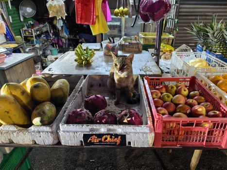 We Review Mate X7, the Latest Foldable Smartphone from Huawei, With Impressive Camera Technology.