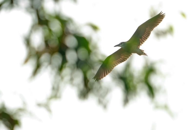 Before You Buy the Sony a7 V