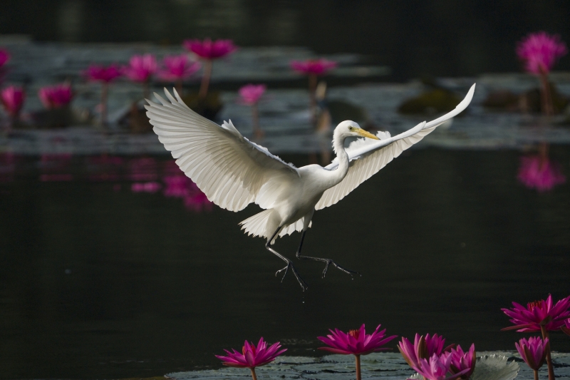 Before You Buy the Sony a7 V