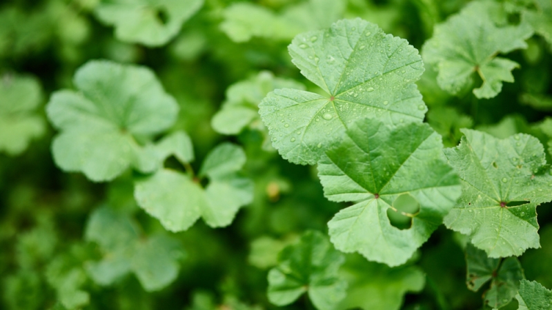 Hands On With The Viltrox 56mm f/1.2 Pro