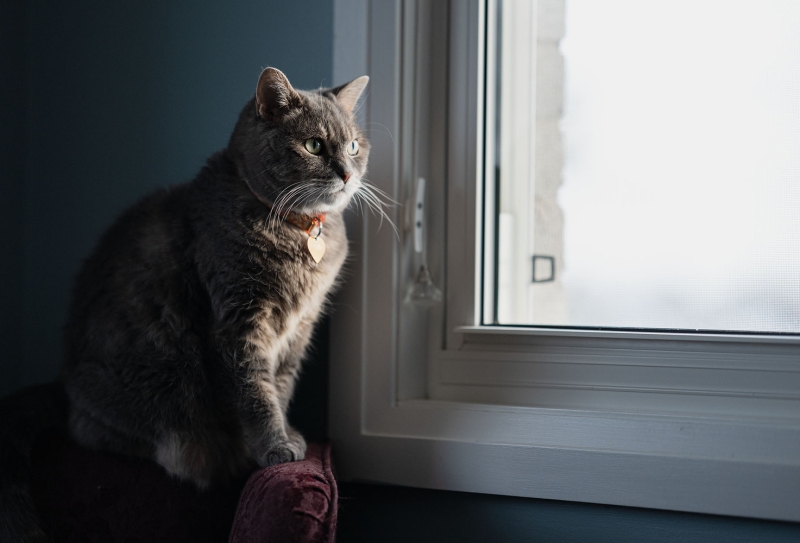 Viltrox 85mm F1.4 Pro Z Review: Fast, Sharp, and Surprisingly Refined